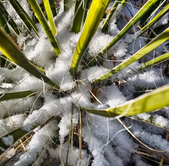 Snow Amid Yucca Spikes