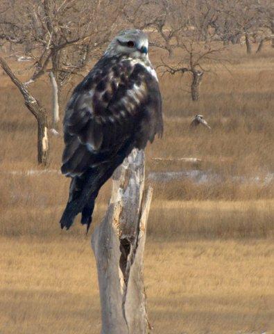 Hawk Perched on Dead Cottonwood