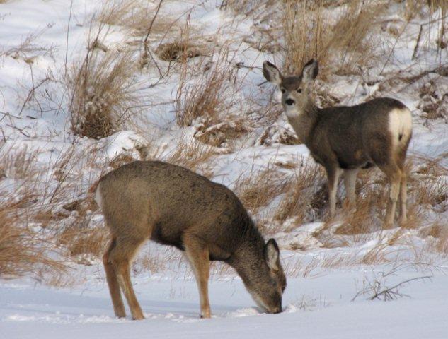 Blacktail Deer Snow Grazing