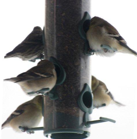 American Goldfinches Chow Down