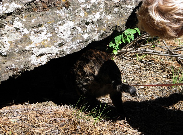 Someone Big Checks a Snakey Hole Ahead of the Cat Hiker