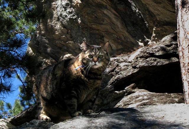 Furry Purry Goes all "Bobcat" on an Outcrop.