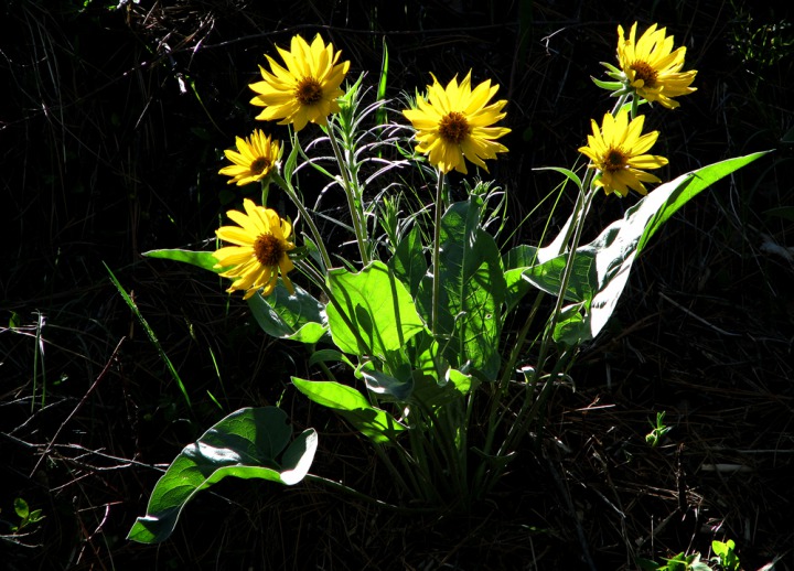 Arrowleaf Balsamroot near Conconully Lake, WA.  Sun-loving flower of south-facing slopes