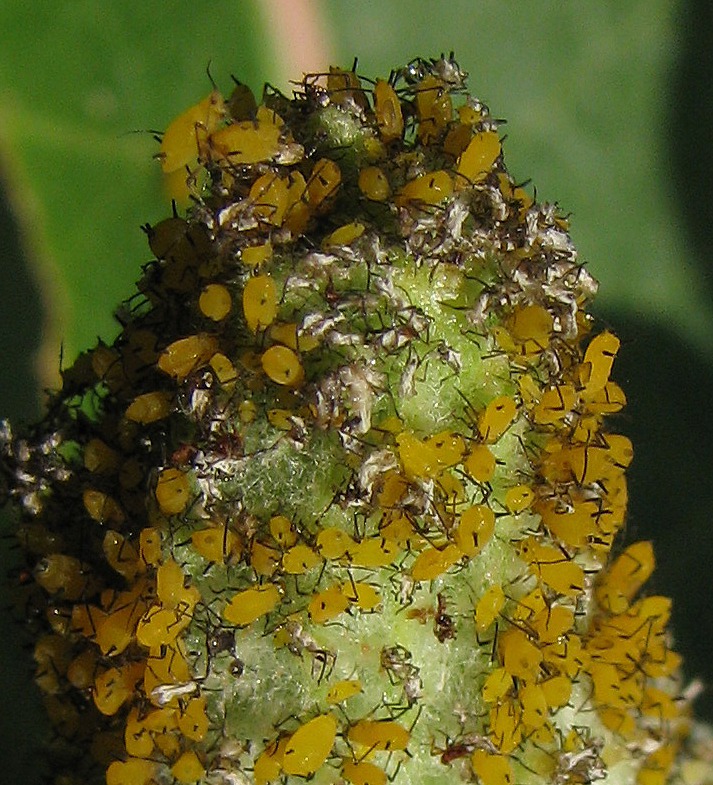 Aphids Play King-Of-The-Hill