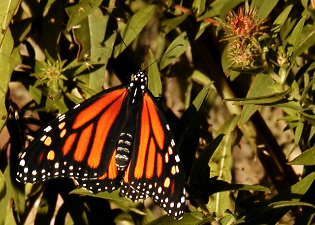 Monarch Hatches Out