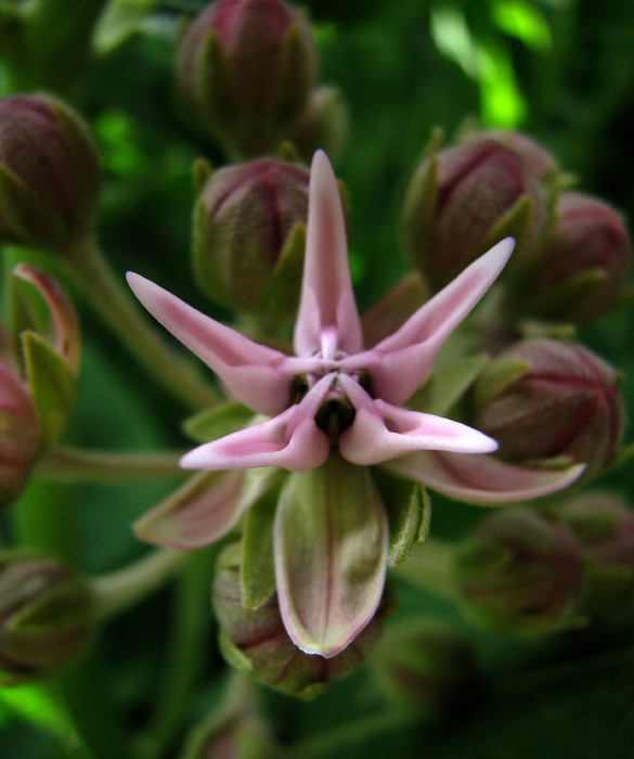 Individual Milkweed Flower (Asclepias Speciosa)