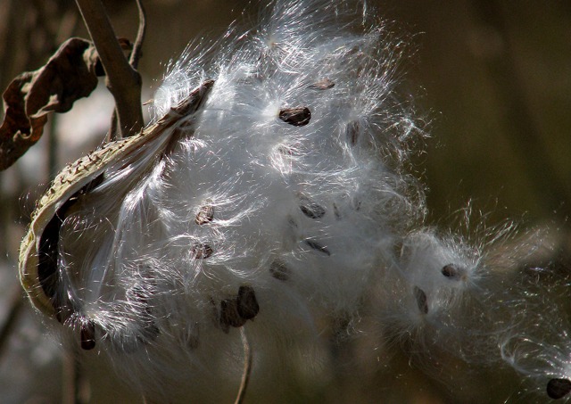 Milkweed Seeds Ready for the Wind