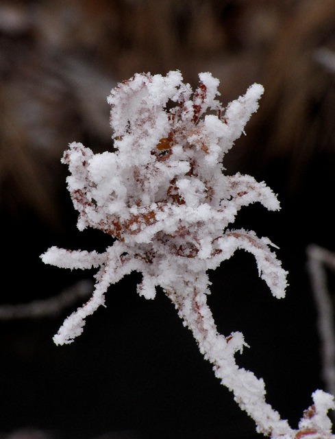 Frost-Encrusted Spent Blossom