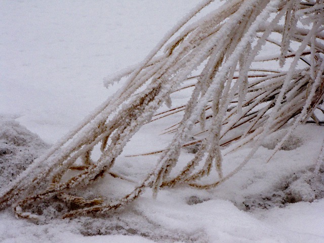 Bent Frosted Grasses