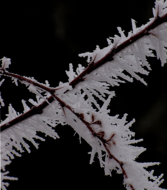 Frosted Crossed Branches