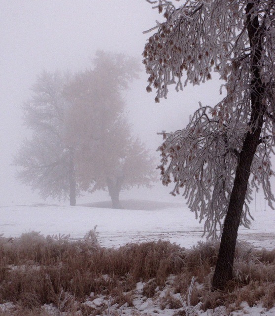 Fog-Frosted Trees