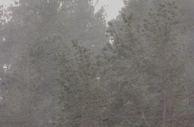 Snow Howls Past Pines In Front of House