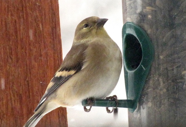 Goldfinch Ready at the Feeder