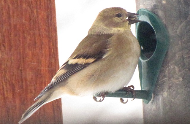 Goldfinch Scores a Sunflower Seed