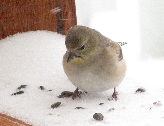 Picking a Sunflower Seed Off the Rail