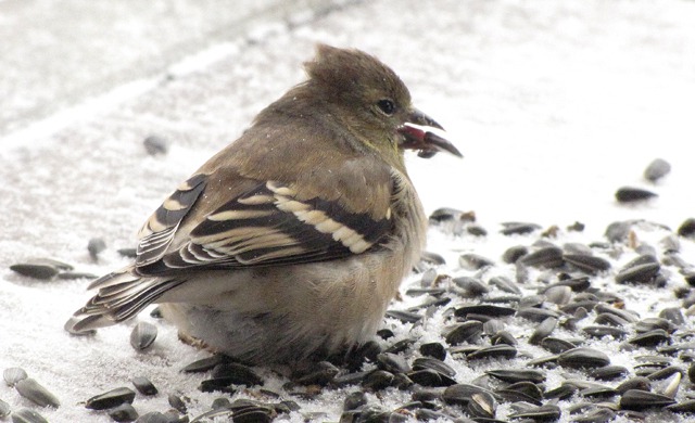 Sunflower Seed Sticks to the Tongue