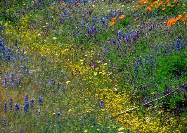 Flowers in the Ditch at Lodi