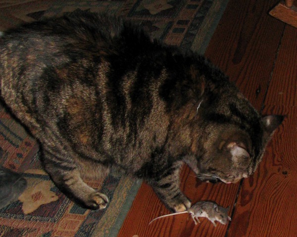 Leesha Puts an End to a Marauding Mouse