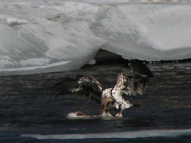 Immature Bald Eagle Tears a Fish in the Yellowstone River