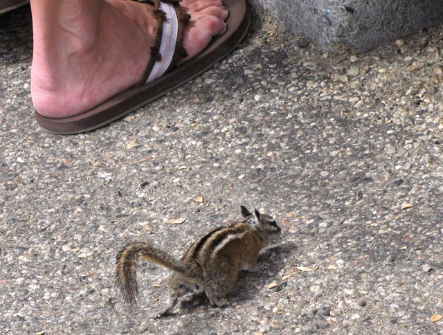  Yellow-Pine Chipmunk (Tamias amoenus) Looking for a Treat