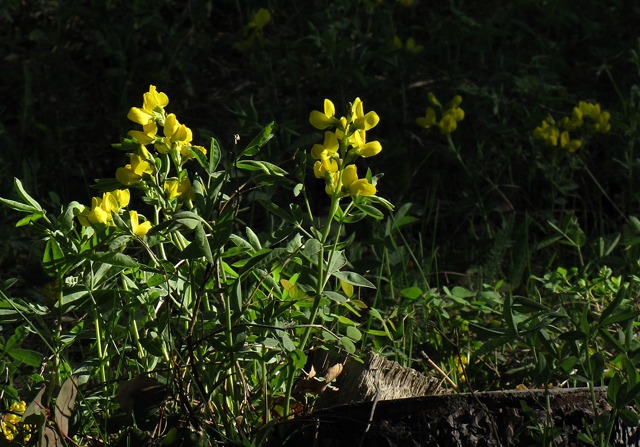 Goldenpea (Thermopsis rhombifolia)