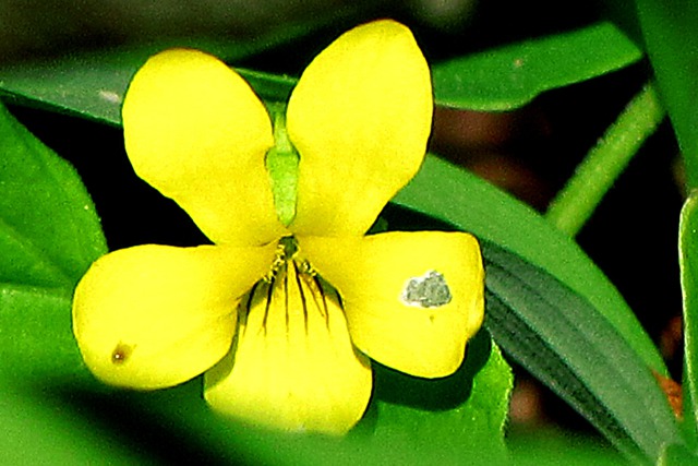 Yellow Wood Violet (Viola pubescens)
