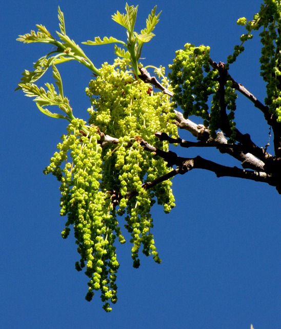 Bur Oak (Quercus macrocarpa) Catkins
