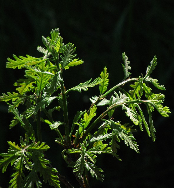 Leaves of Young Bur Oak (Quercus macrocarpa) Emerge