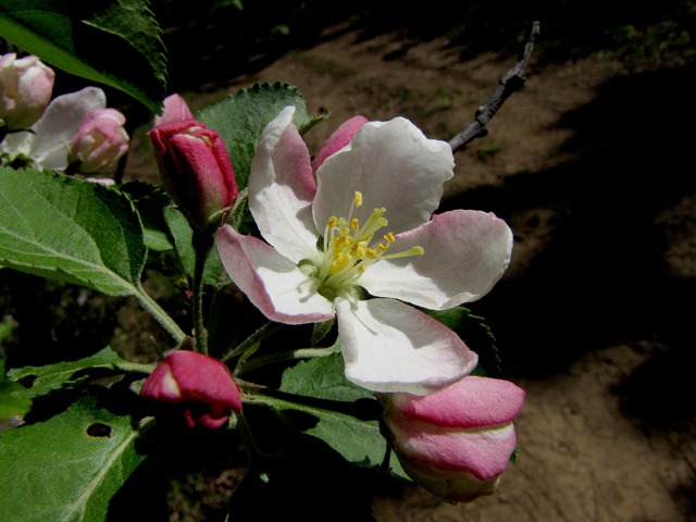 A Geographically-anomalous Apple Blossom