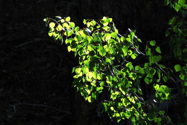 Backlit Quaking Aspen (Populus deltoides) Leaves Near Sundown