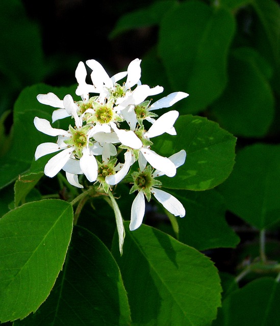 Saskatoon Serviceberry (Amelanchier alnifolia) Bloom