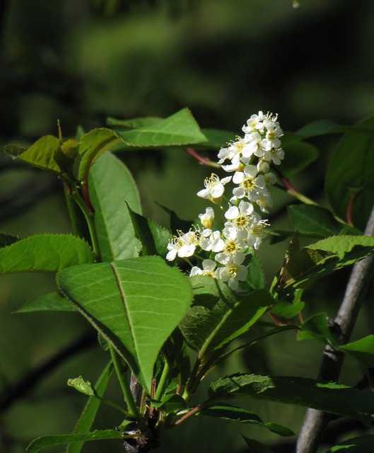 Chokecherry (Prunus virginiana) in Bloom