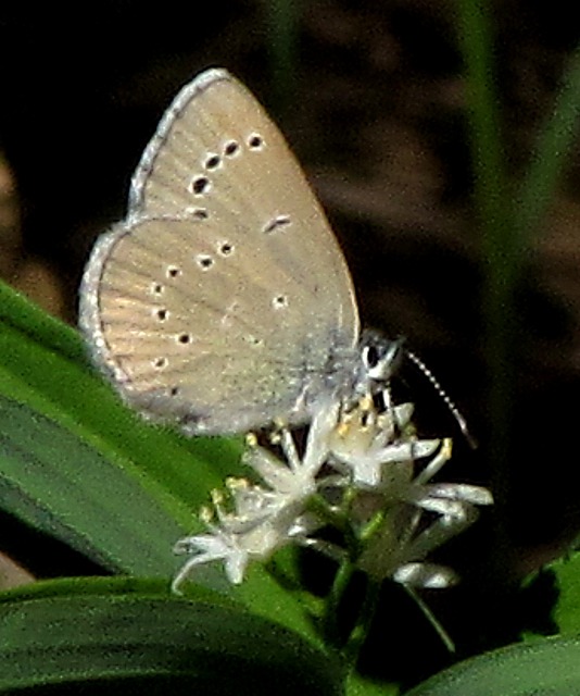 Silvery Blue Butterfly (Glaucopsyche lygdamus) on Starry False Solomon's Seal Bloom (Smilacina stellata)