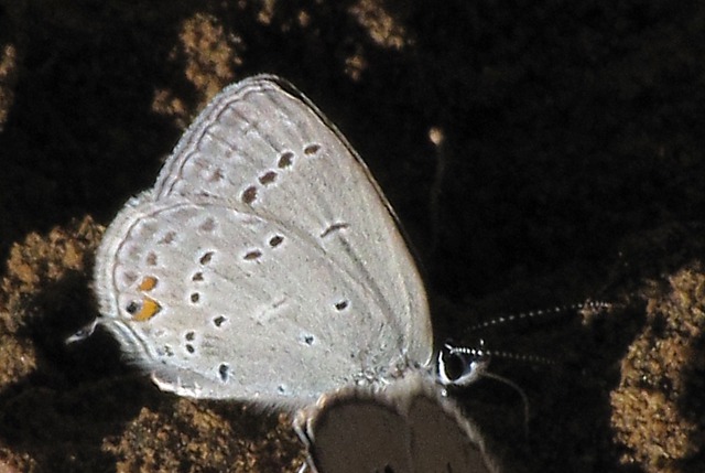Gray Hairstreak Butterfly (Strymon melinus franki) "Puddling" for a Drink