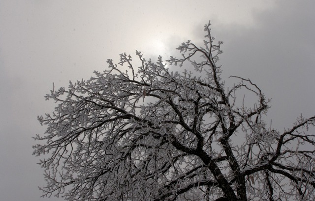 Last Vestige of Sun Backlights Frozen Tree Top