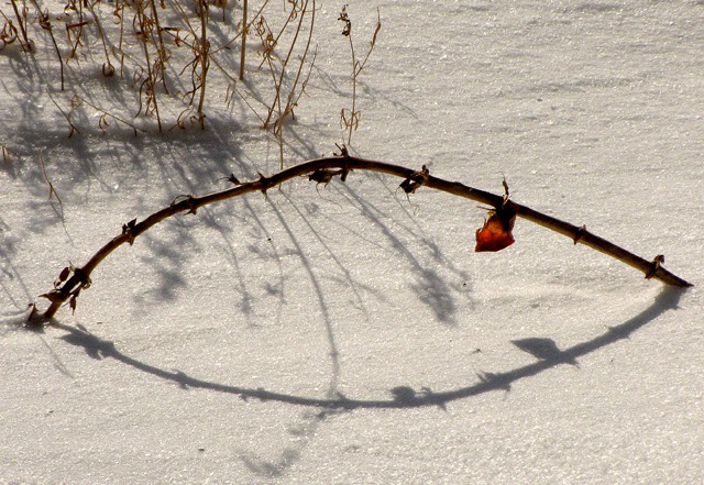 A Wind-Bent Penstemon Stem Makes a Pattern on the Snow