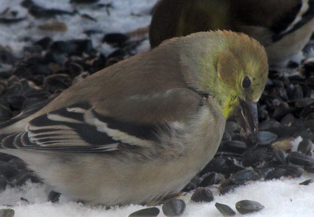 A Goldfinch Grabs a Sunflower Seed From the Back Deck Table
