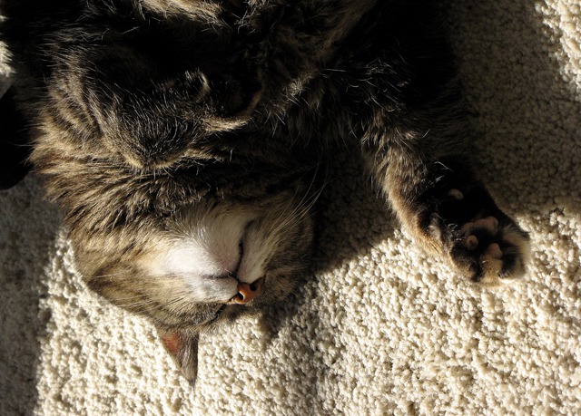 Furry Purry Disregards Storm; Finds a Sun Spot on the Rug