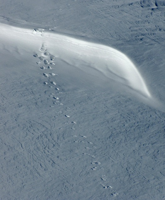 Rabbit Tracks Over a Drift Cornice