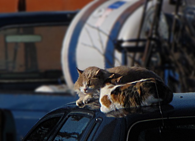 Two Barn Cats Find Warmth on a Car Roof