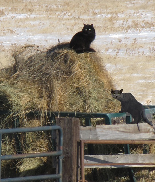 Black Barn Cat and Spooky Gray Barn Cat Grab Some Hay Heat