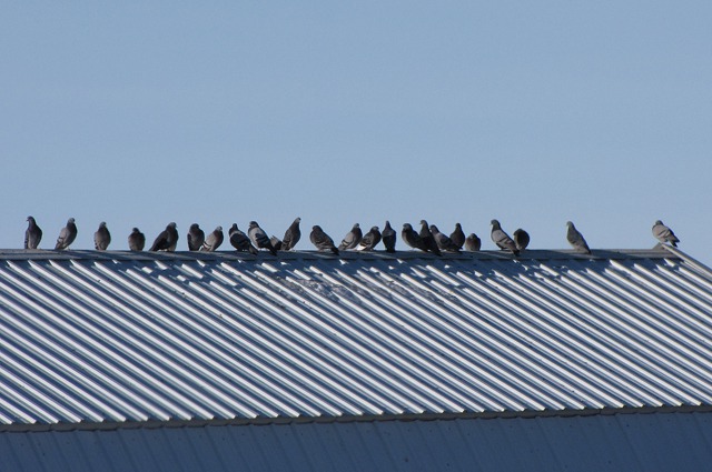 Pigeons on a Hot Tin Roof