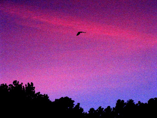 Raven Flies into a "high noise" Sunset