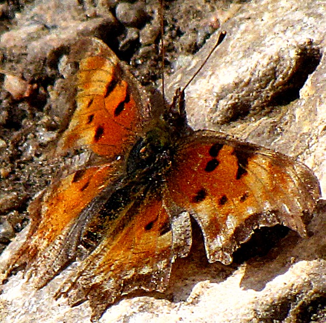 Trailside Comma Butterfly (Polygonia c-album) that Leesha Sniffed