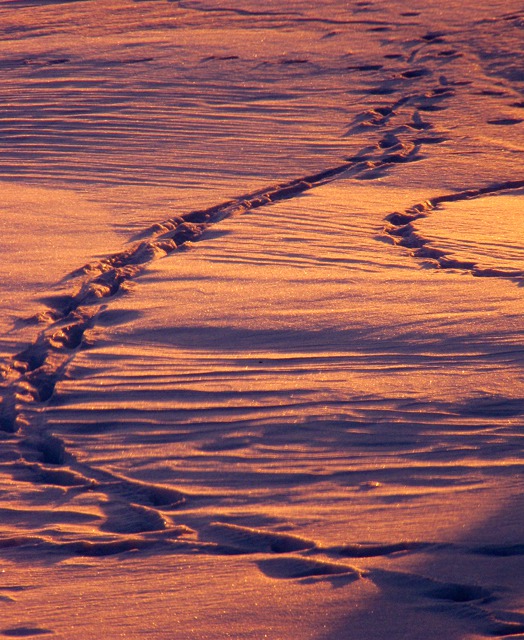 Deer Tracks in the Snow at Dawn