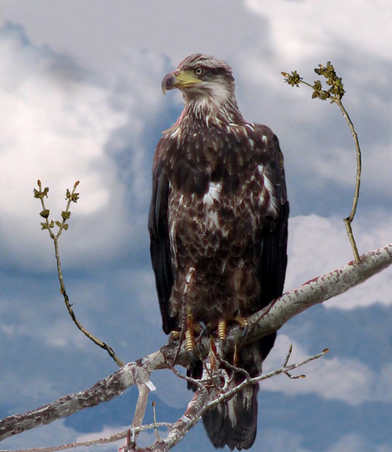 Immature Bald Eagle (Haliaeetus leucocephalus) in Tree Overlooking the Fisher River MT