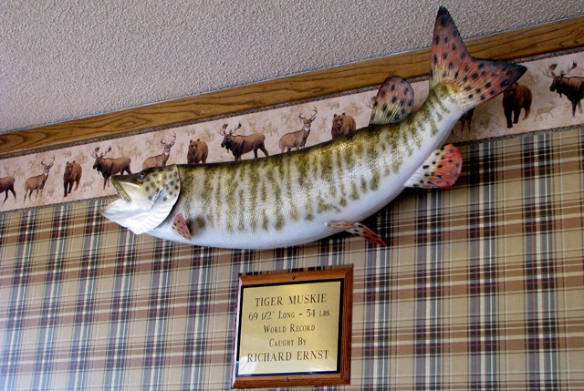 Record Tiger Muskie at Antlers Cafe In Libby MT