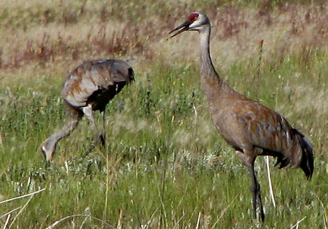 Sandhill Crane (Grus canadensis) Pair at Dusk
