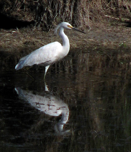 Great Egret (Ardea alba) on Point