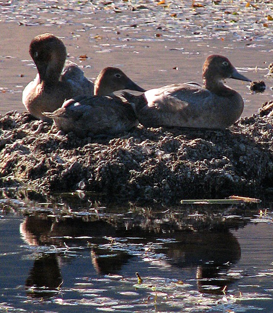 Canvasbacks (Aythya valisineria) Rest on a Mud Mound